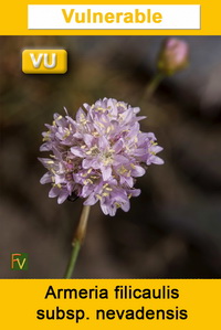 Armeria filicaulis nevadensis