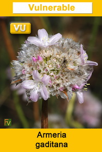 Armeria gaditana