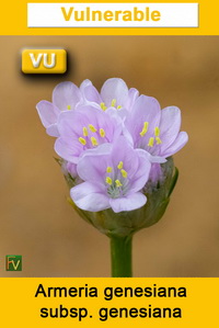 Armeria genesiana genesiana