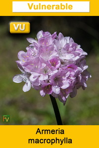 Armeria macrophylla