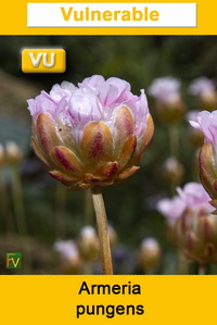 Armeria pungens