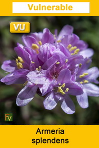 Armeria splendens