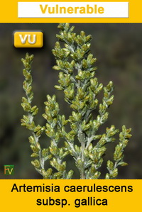 Artemisia caerulescens gallica