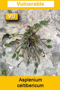 Asplenium celtibericum