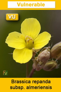 Brassica repanda almeriensis