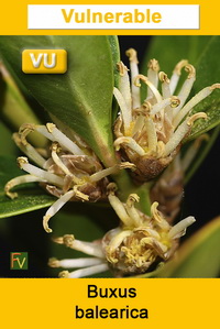 Buxus balearica