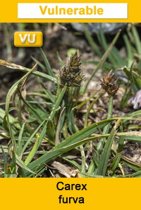Carex furva