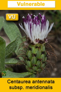 Centaurea antennata meridionalis