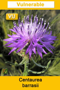 Centaurea barrasii