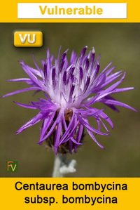 Centaurea bombycina bombycina