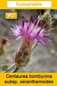 Centaurea bombycina xeranthemoides