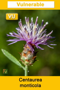 Centaurea monticola