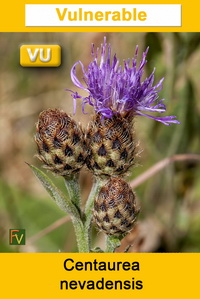 Centaurea nevadensis