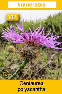 Centaurea polyacantha