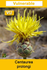 Centaurea prolongi