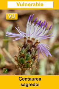 Centaurea sagredoi