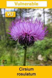 Cirsium rosulatum