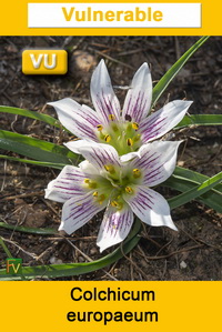 Colchicum europaeum