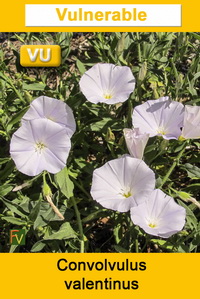 Convolvulus valentinus