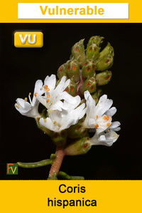 Coris hispanica