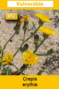 Crepis erythia