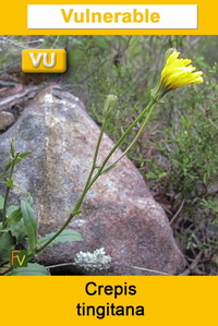 Crepis tingitana