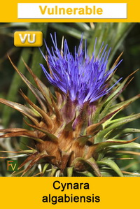 Cynara algabiensis