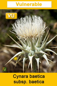 Cynara baetica baetica