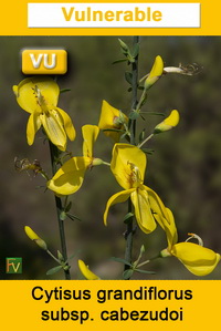 Cytisus grandiflorus cabezudoi