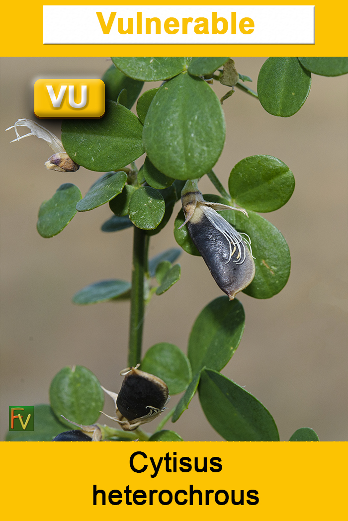 Cytisus heterochrous