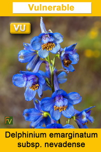 Delphinium emarginatum nevadense