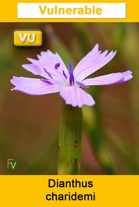 Dianthus charidemi