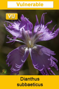 Dianthus subbaeticus