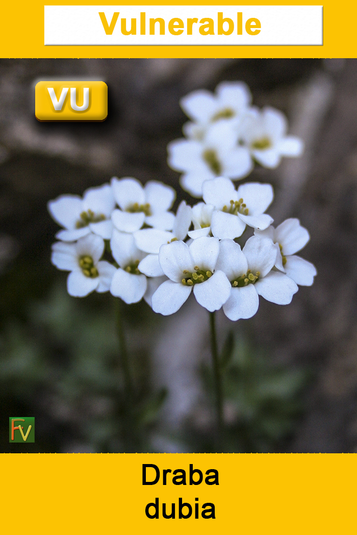 Draba dubia