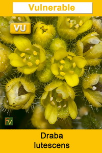 Draba lutescens