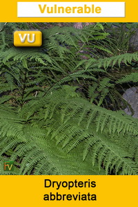 Dryopteris abbreviata