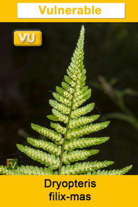 Dryopteris filix mas