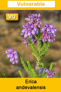 Erica andevalensis