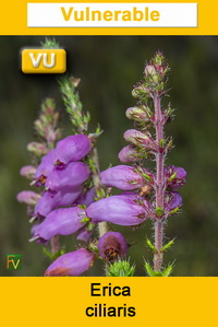 Erica ciliaris