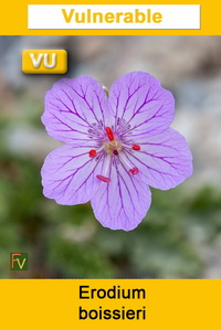 Erodium boissieri