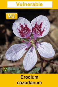 Erodium cazorlanum