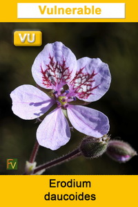 Erodium daucoides