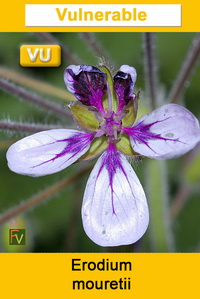 Erodium mouretii