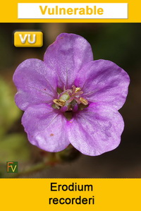 Erodium recorderi