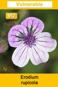 Erodium rupicola