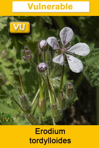Erodium tordylloides