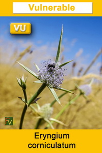 Eryngium corniculatum