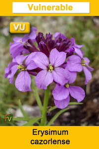Erysimum cazorlense