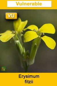 Erysimum fitzii