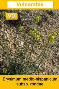 Erysimum medio hispanicum rondae